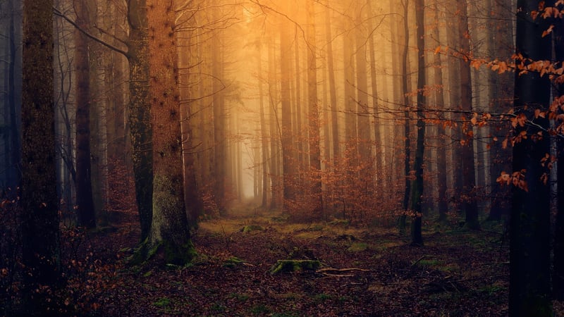 Magical Woodlands