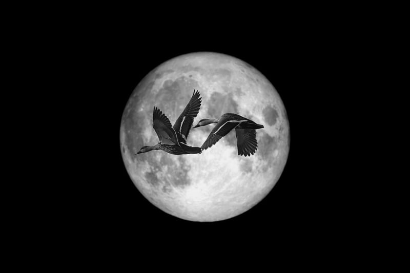 Moonlit Ambiance